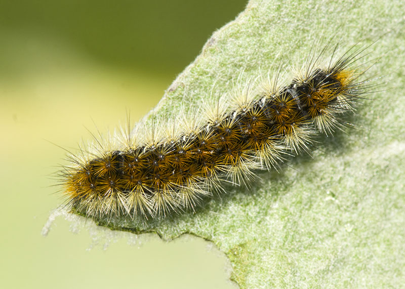 Bruco di Rhyparia purpurata (Erebiadae Arctiinae)